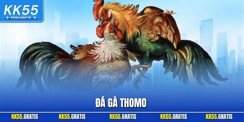 Đá Gà Thomo - Trò Chơi Chọi Kê Hấp Dẫn Top Đầu Tại KK55