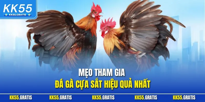 Mẹo tham gia đá gà cựa sắt hiệu quả nhất